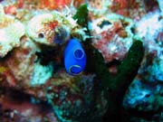 Pot�p�n� u ostrov� Togian, Kadidiri, lokalita Dominic Rock. Sulawesi, Indon�sie.