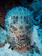 S�pie. Pot�p�n� u ostrov� Togian, Kadidiri, lokalita Dominic Rock. Sulawesi, Indon�sie.