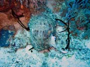 S�pie. Pot�p�n� u ostrov� Togian, Kadidiri, lokalita Dominic Rock. Sulawesi, Indon�sie.