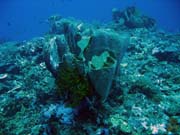 Pot�p�n� u ostrov� Togian, Kadidiri, lokalita Dominic Rock. Sulawesi, Indon�sie.