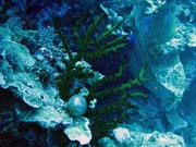 Pot�p�n� u ostrov� Togian, Kadidiri, lokalita Dominic Rock. Sulawesi, Indon�sie.
