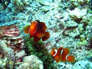 Klaun (Clown Anemonefish). Pot�p�n� u ostrov� Togian, Kadidiri, lokalita Dominic Rock. Sulawesi, Indon�sie.
