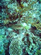 Pot�p�n� u ostrov� Togian, Kadidiri, lokalita Dominic Rock. Sulawesi, Indon�sie.