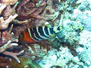 Pot�p�n� u ostrov� Togian, Kadidiri, lokalita Dominic Rock. Sulawesi, Indon�sie.