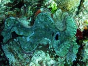 Giant Clam, Pot�p�n� u ostrov� Togian, Kadidiri, lokalita Dominic Rock. Sulawesi, Indon�sie.