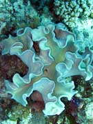 Pot�p�n� u ostrov� Togian, Kadidiri, lokalita Dominic Rock. Sulawesi, Indon�sie.