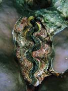 Giant Clam, Pot�p�n� u ostrov� Togian, Kadidiri, lokalita Dominic Rock. Sulawesi, Indon�sie.