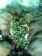 Giant Clam, Pot�p�n� u ostrov� Togian, Kadidiri, lokalita Dominic Rock. Sulawesi, Indon�sie.