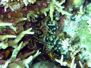Giant Clam, Pot�p�n� u ostrov� Togian, Kadidiri, lokalita Dominic Rock. Sulawesi, Indon�sie.