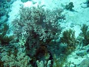 Pot�p�n� u ostrov� Togian, Kadidiri, lokalita Dominic Rock. Sulawesi, Indon�sie.