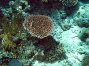 Pot�p�n� u ostrov� Togian, Kadidiri, lokalita Dominic Rock. Sulawesi, Indon�sie.