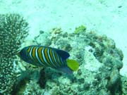 Regal angelfish (Pomacanthus diacanthus). Pot�p�n� u ostrov� Togian, Kadidiri, lokalita Dominic Rock. Sulawesi, Indon�sie.