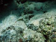 Crocodile Fish. Pot�p�n� u ostrov� Togian, Kadidiri, lokalita Dominic Rock. Sulawesi, Indon�sie.
