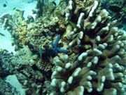 Pot�p�n� u ostrov� Togian, Kadidiri, lokalita Dominic Rock. Sulawesi, Indon�sie.