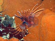 Perut�n, nebo-li Lionfish. Pot�p�n� u ostrov� Togian, Kadidiri, lokalita Taipai. Sulawesi, Indon�sie.