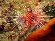 Perut�n, nebo-li Lionfish. Pot�p�n� u ostrov� Togian, Kadidiri, lokalita Taipai. Sulawesi, Indon�sie.