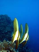 Bannerfish. Pot�p�n� u ostrov� Togian, Kadidiri, lokalita Taipai. Sulawesi, Indon�sie.