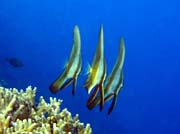 Bannerfish. Pot�p�n� u ostrov� Togian, Kadidiri, lokalita Taipai. Sulawesi, Indon�sie.