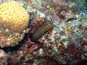 Pot�p�n� u ostrov� Togian, Kadidiri, lokalita Taipai. Sulawesi, Indon�sie.