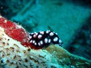 Polyclad flatworn. Pot�p�n� u ostrova Biak, lokalita Catalina wreck. Indon�sie.