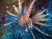 Lionfish. Pot�p�n� u ostrova Biak, lokalita Catalina wreck. Indon�sie.