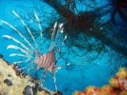 Lionfish. Pot�p�n� u ostrova Biak, lokalita Catalina wreck. Indon�sie.