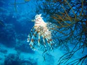 Lionfish. Pot�p�n� u ostrova Biak, lokalita Catalina wreck. Indon�sie.
