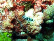 Nudibranch. Pot�p�n� u ostrova Biak, lokalita Catalina wreck. Indon�sie.