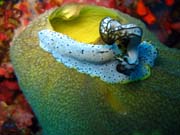 Nudibranch. Pot�p�n� u ostrova Biak, ostrov Owi. Indon�sie.