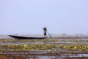 �ivot na jeze�e Inle. Myanmar (Barma).
