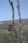 Ob�tina jako ochrana proti duch�m. Vesnice Kyartho, provincie Chin. Myanmar (Barma).