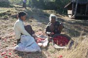 �eny p�eb�raj� kv�ty rododendr�d�. Ty lid� Chin pou��vaj� jako �aj �i pro v�robu m�stn�ho v�na. Vesnice Aye, provincie Chin. Myanmar (Barma).