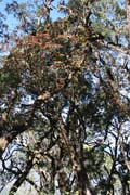 Strom rododendr�n. Provincie Chin. Myanmar (Barma).