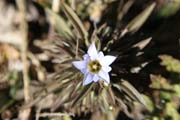 Kv�tiny cestou na Mt. Victoria. Provincie Chin. Myanmar (Barma).
