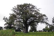 Kr�sn� velk� strom. Oblast Boukoumb�. Benin.