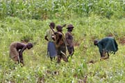 Pr�ze na poli. Sombov� jsou hlavn� zem�d�lci. Oblast Boukoumb�. Benin.