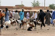 Trh s dobytkem ve m�st� Agadez. Niger.