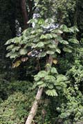 �eka Lobe. Kamerun.