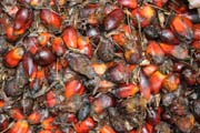 Lisov�n� p��rodn�ho oleje a palmov�ch plod�. �eka Lobe. Kamerun.