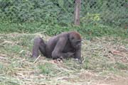 �impanz, ochrann� stanice Limbe. Kamerun.