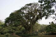 Botanick� zahrada, Limbe. Kamerun.