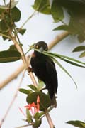 Snova� si stav� hn�zdo, N�rodn� park Korup. Kamerun.