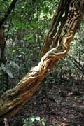 Li�na, N�rodn� park Korup. Kamerun.