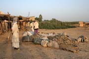 �ivot okolo �eky Chari. Oblast jezera �ad. Kamerun.