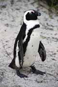 Tu���ci na Boulders Beach. Jihoafrick� republika.