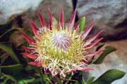 Kv�tina protea, Cape Town. Jihoafrick� republika.