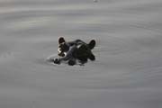 Hro�i v N�rodn�m parku B�nou�. Kamerun.