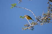 Pt�k. Horsk� vesnice Djingliya v hor�ch Mandara. Kamerun.