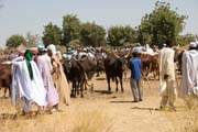 Vesnick� trh v Kujape - ��st s dobytkem. Oblast hor Mandara. Kamerun.