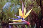 Kv�tina strelicia, Cape Town. Jihoafrick� republika.